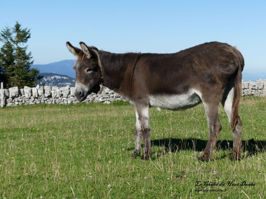 Animaux au Creux du Van 2 Chalet du Haut-Doubs _ gite-pontarlier.fr _ Animaux au Creux du Van 2