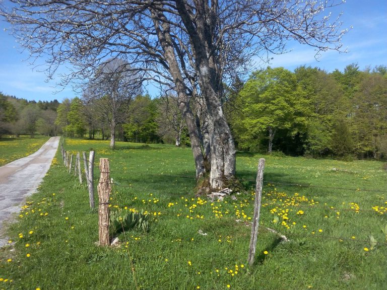 Chalet du Haut-Doubs _ gite-pontarlier.fr _ Autour du Chalet