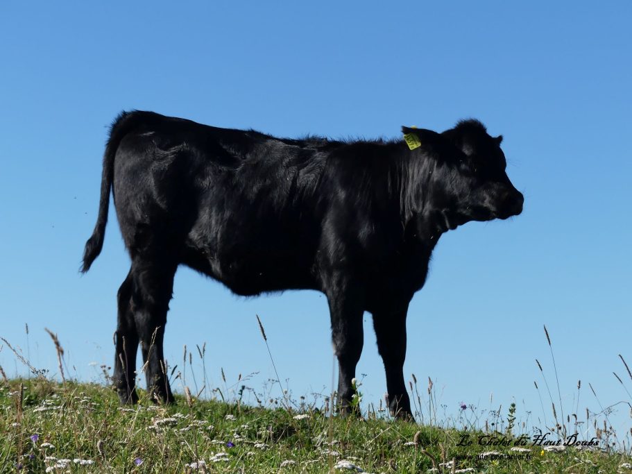 Animaux au Creux du Van 1 Chalet du Haut-Doubs _ gite-pontarlier.fr _ Animaux au Creux du Van 1