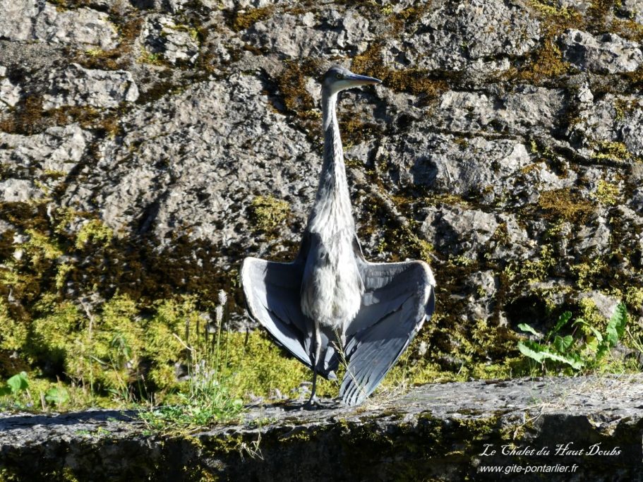Animaux Gorges de l'Areuse 1 Chalet du Haut-Doubs _ gite-pontarlier.fr _ Animaux Gorges de l'Areuse 1