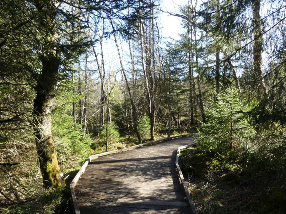 Tourbières de Frasne 3 Chalet du Haut-Doubs _ gite-pontarlier.fr _ Tourbières de Frasne 3